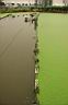 pond.JPG